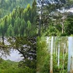 পৃথিবীতে হাজারো প্রজাতির গাছ রয়েছে