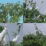 হাজারো পাখির অভয়ারণ্য হাওরপাড়ের বাড়িটিতে
