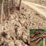 তিস্তা সেচ এলাকায় চাষাবাদ বৃদ্ধিতে ৪ লাখ গাছ কাটছে পাউবো ও বন বিভাগ