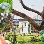 জীববৈচিত্র্য রক্ষায় পুরোনো গাছ সংরক্ষণ করতে হবে