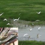 প্রাকৃতিক জলাভূমি থেকে ক্রমশ হারিয়ে যাচ্ছে দেশি মাগুর