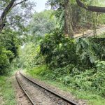 প্রাকৃতিক দুর্যোগের ফলে লাউয়াছড়ায় রেলপথের জন্য ৪৩টি গাছ ঝুঁকিপূর্ণ