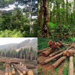 সবার উদ্যোগে বনাঞ্চল রক্ষা করতে হবে