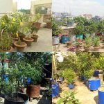 পরিবেশের ভারসাম্য বজায় রাখবে ছাদ বাগান