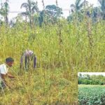 ‘কেনাফ’ চাষে মাটির স্বাস্থ্য সুরক্ষা বজায় থাকে