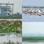 মানুষের ভিড়ে বাইক্কা বিলে এখন আর শোনা যায় না অতিথি পাখির কিচিরমিচির