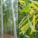 ইউক্যালিপটাস ও আকাশমণিগাছ নিষিদ্ধ করে সরকারী প্রজ্ঞাপন জারী