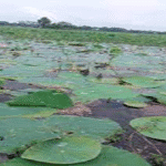 জলাভূমি নির্ভর প্রাণী অভয়ারণ্য ঘোষণা
