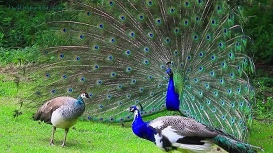 বাংলাদেশের শালবনে ফিরছে ময়ূর, প্রকৃতির কাছে ফেরার এক সাহসী পদক্ষেপ