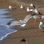 সামুদ্রিক পাখি