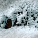 আর্কটিক অঞ্চলে 'কালো কার্বন' দূষণ