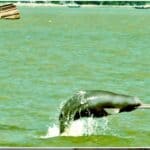 ডলফিন ও মানুষের স্বাস্থ্য একই সূত্রে বিপন্ন