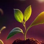 গাছের কোষে ন্যানোসেন্সরের সফল ব্যবহার