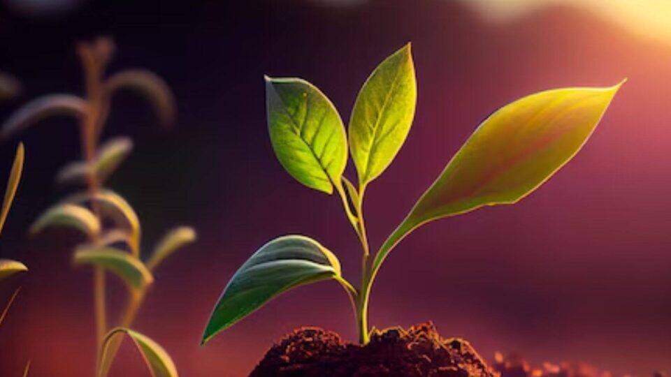 গাছের কোষে ন্যানোসেন্সরের সফল ব্যবহার