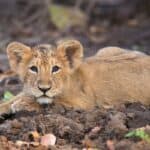 দক্ষিণ এশিয়ার বন্যপ্রাণীর জেনেটিক ম্যাপিং