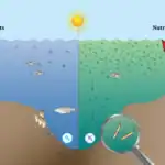 প্রশান্ত মহাসাগরের বায়োমাস সংকটে মৎস্য শিল্প