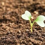 মাটির মাইক্রোবায়োম ধ্বংসের মুখে বৈশ্বিক খাদ্য নিরাপত্তা