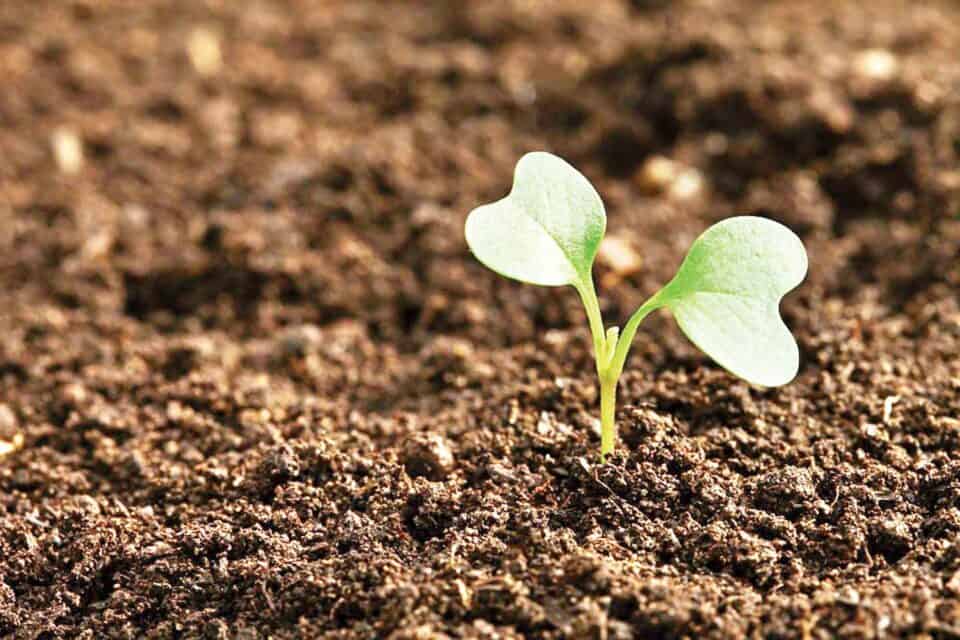 মাটির মাইক্রোবায়োম ধ্বংসের মুখে বৈশ্বিক খাদ্য নিরাপত্তা