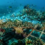 কোরাল রিফ পুনরুদ্ধার, মাছের উৎপাদন ৫০% বৃদ্ধির নতুন বৈজ্ঞানিক মডেল