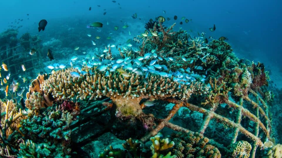 কোরাল রিফ পুনরুদ্ধার, মাছের উৎপাদন ৫০% বৃদ্ধির নতুন বৈজ্ঞানিক মডেল