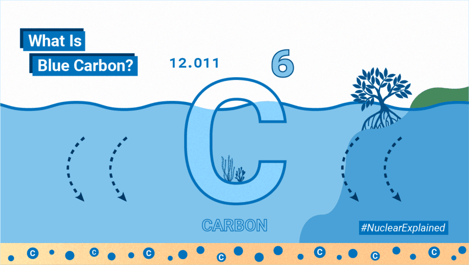 সমুদ্রের ‘নীল কার্বন’ এবং ২০২৬-এর নতুন ব্লু ইকোনমি