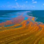 Great Atlantic Sargassum Belt