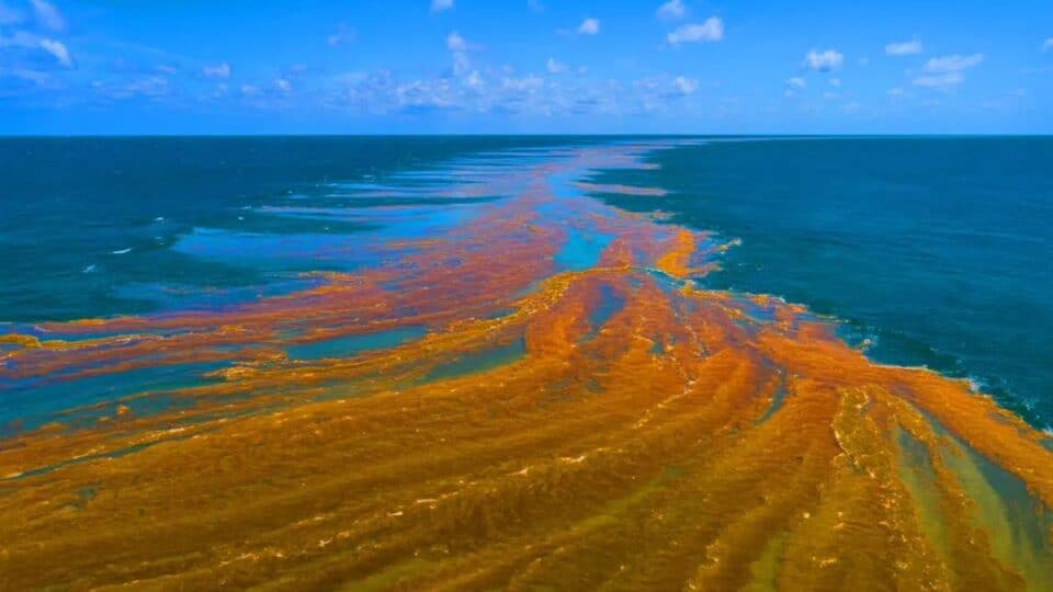 Great Atlantic Sargassum Belt