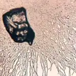 প্লাস্টিক খেকো সুপার এনজাইম