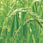 সুপার-রাইস বিপ্লব-২৬