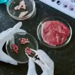 পশুপালন বিহীন মাংসের বৈশ্বিক বিপ্লব