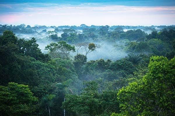 আমাজন রেইনফরেস্টের ‘লিগ্যাল পারসনহুড’ এবং বৈশ্বিক কার্বন ট্যাক্স বিপ্লব