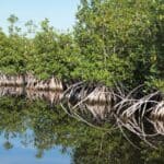 ড্রোন ও এআই যখন বিশ্বের বৃহত্তম ম্যানগ্রোভের পাহারাদার