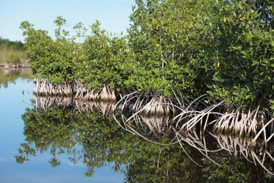 ড্রোন ও এআই যখন বিশ্বের বৃহত্তম ম্যানগ্রোভের পাহারাদার