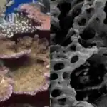 সেন্ট মার্টিনের ‘বায়োরক’ বিপ্লব: মৃত প্রবাল প্রাচীর পুনরুদ্ধারে ইলেক্ট্রো-টেকনোলজি