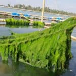 কক্সবাজারের নীল বিপ্লব, সিউইড চাষ যখন বাংলাদেশের নতুন কার্বন সিঙ্ক ও বিলিয়ন ডলারের অর্থনীতি, কক্সবাজার, নীল বিপ্লব,সিউইড চাষ, বাংলাদেশের নতুন কার্বন সিঙ্ক,বিলিয়ন ডলারের অর্থনীতি