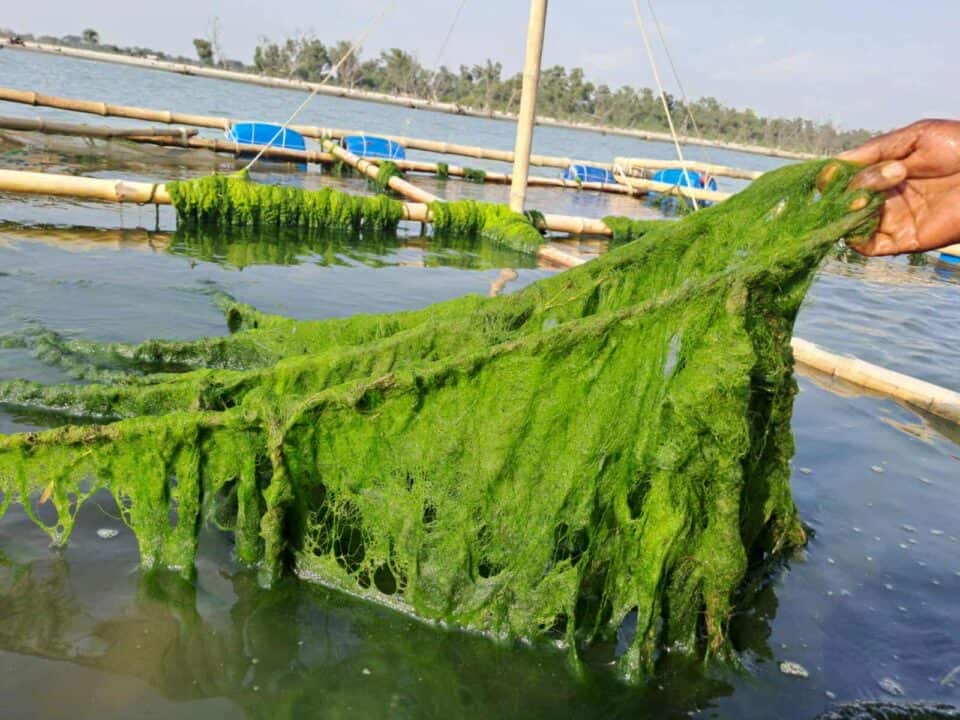 কক্সবাজারের নীল বিপ্লব, সিউইড চাষ যখন বাংলাদেশের নতুন কার্বন সিঙ্ক ও বিলিয়ন ডলারের অর্থনীতি, কক্সবাজার, নীল বিপ্লব,সিউইড চাষ, বাংলাদেশের নতুন কার্বন সিঙ্ক,বিলিয়ন ডলারের অর্থনীতি