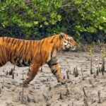 সুন্দরবনের বাঘ শুমারি ২০২৬