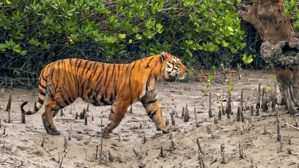 সুন্দরবনের বাঘ শুমারি ২০২৬