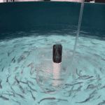 অ্যাকুয়াকালচার ২০২৬