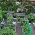 ছাদ-কৃষি থেকে ‘ছাদ-খামার’: ঢাকার পুষ্টি নিরাপত্তায় নতুন বিপ্লব