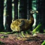 ডোডো পাখির পুনর্জন্ম: জেনেটিক ইঞ্জিনিয়ারিং যখন বিলুপ্তিকে হার মানাল