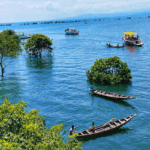 হাকালুকি ও টাঙ্গুয়ার হাওরে ‘ভাসমান অরণ্য’: জলবায়ু অভিযোজনের নতুন দেশীয় মডেল