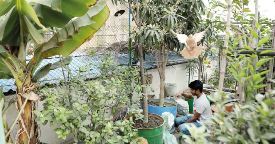 ঢাকার ছাদে 'আরবান ফার্মিং' ও পাখির প্রত্যাবর্তন: কংক্রিটের জঙ্গলে নতুন ইকোসিস্টেম