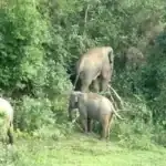 কক্সবাজার-টেকনাফ রুটে নির্বিচারে পাহাড় কর্তন: এশিয়ান হাতির আবাসস্থল ধ্বংসের মহোৎসব 