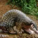 ডার্ক ওয়েবে প্যাঙ্গোলিন বা বনরুই পাচার: আন্তর্জাতিক বন্যপ্রাণী বাণিজ্যের নতুন মাফিয়া চক্র