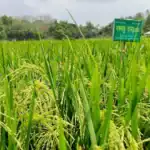 উপকূলীয় কৃষিতে লবণাক্ততার থাবা এবং 'বঙ্গবন্ধু ধান ১০০'-এর নীরব বিপ্লব