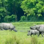 আফ্রিকায় গন্ডার ও হাতি রক্ষায় ‘এআই’ প্রযুক্তি: বন্যপ্রাণী পাচার রোধে নতুন যুগের সূচনা