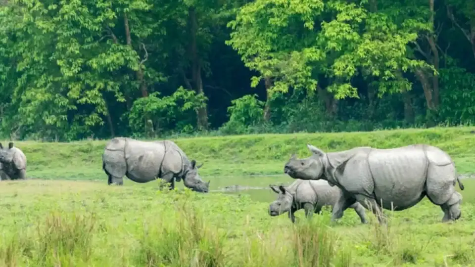 আফ্রিকায় গন্ডার ও হাতি রক্ষায় ‘এআই’ প্রযুক্তি: বন্যপ্রাণী পাচার রোধে নতুন যুগের সূচনা