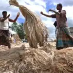 সিওপি৩১-এ প্লাস্টিকের টেকসই বিকল্প হিসেবে পাট ও জলবায়ু ন্যায়বিচারকে অগ্রাধিকার দেবে বাংলাদেশ